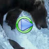 Catching Salmon, Grizzly Bear Style - Amazing Animal Video